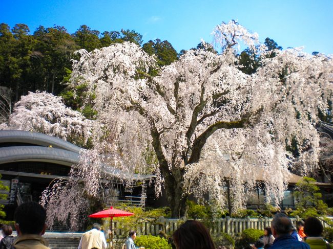 【青春18きっぷで行くお城と久遠寺のシダレ桜の旅】<br />18きっぷを使いローカルで、山梨に。<br />久遠寺に行き、有名なシダレ桜を見に行く。<br />身延山の桜は、シダレ桜が9割みたいであちこちに見かけました。<br />満開になった後に行ったので、圧巻のシダレ桜を見ることができました。<br /><br /><br />〔旅の行程〕<br />下部温泉〜身延駅〜久遠寺〜身延駅<br /><br />★青春18きっぷで行くお城と久遠寺のシダレ桜の旅（1日目）★<br />http://4travel.jp/travelogue/10880710