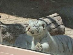 ホワイトタイガーの赤ちゃん　東武動物公園