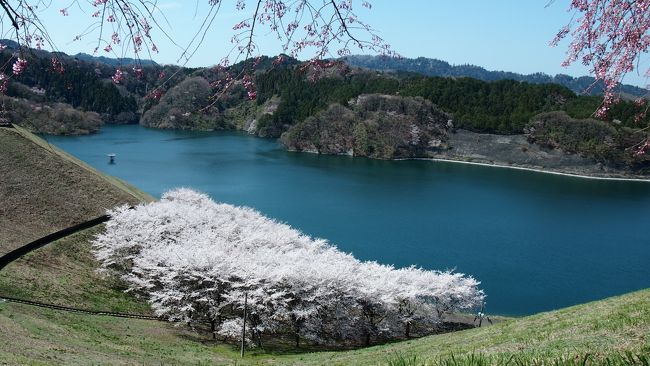 同級生が行ってきて、良かった！と聞き、<br />夏への扉さんの旅行記を観て、益々行きたくなり、「城山かたくりの里」に行ってきました。<br />そこはカタクリだけじゃなくて、沢山の「春の妖精たち」が観れるところでした。<br /><br />開園期間が限られてますので、ＨＰをご覧になって行かれますように。<br /><br />「城山かたくりの里」<br />神奈川県 相模原市 緑区 川尻4307<br />http://katakurinosato.com/katakurino_li/home.html<br /><br />そのあと、金刀比羅神社、城山湖、峰の薬師に行くハイキングコースを歩き橋本駅までバスで戻りました。