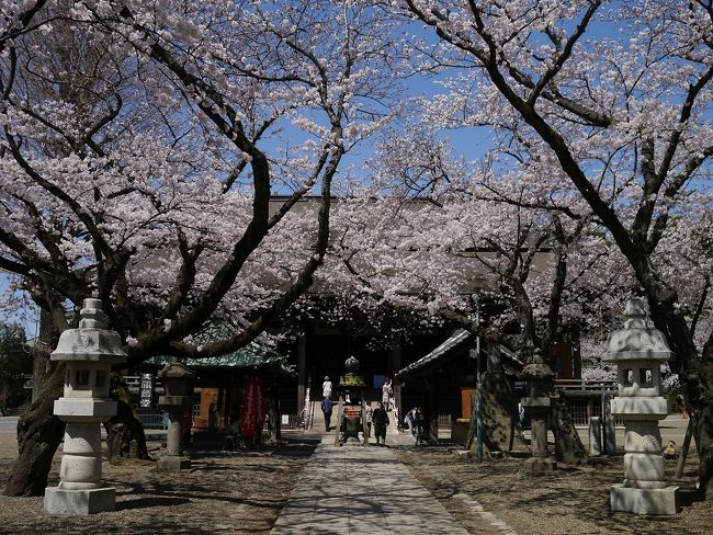 千葉県　下総中山駅からほど近い中山法華経寺に行ってきました。<br /><br />桜でも有名なお寺のようで、参道も一面さくら色。<br />お天気も良く、たくさんの人でにぎわっていました。