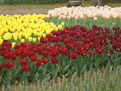 昭和記念公園　昭和の日