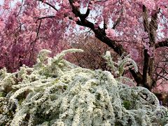 2014年京都のんびり～桜三昧の旅（原谷苑、仁和寺～彦根）