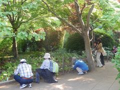 牡丹の花が美しい多聞院を訪問②山野草編