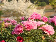 東松山ぼたん園　　日本最大級のぼたん園と箭弓稲荷神社　豪華なドレスの女王たち