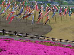 芝桜　ネモフィル咲いて　鯉のぼり泳ぐ　　下　群馬県　太田市