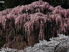 今年の桜はこれで見納め！福島桜撮影旅行(3)＜Day2　福聚寺桜・花木団地・雪村桜・塩ノ崎大桜・平堂壇桜・五斗蒔田桜・芹が沢桜＞