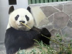 新幹線で行った初・神戸は雨の王子動物園（３）王子動物園での３大ミッション！～レッサーパンダとジャイアントパンダとコアラに会いたい！