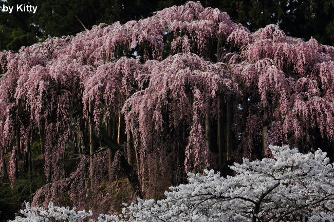 今年最後の桜は、福島・郡山で！！<br />所属しているフォトサークルで、郡山へ２泊３日の桜撮影旅行へ行ってきました。<br />日帰りの撮影実習は何回か参加したことあるものの、泊りがけの旅行は初めてでとってもワクワク♪<br />総勢30名強という大所帯、しかも行先は先生の気分(!?)で決めるというほぼミステリーツアーのような、いつもの旅とはまたひと味違う旅が体験できてとっても楽しかった〜♪<br />桜しか撮っていないというまさに桜三昧の旅、東京とは違う迫力ある福島の桜は今年の桜の締めにピッタリとなりました。<br /><br />=====================================================================<br /><br />２日目、今日からが本番。<br />特に明日は雨の予報なので、今日も曇り気味だけどこの間に良い桜を撮っておかなければ…！<br /><br />早朝自主練で行った福聚寺の枝垂れ桜からすでにその迫力に圧倒される。。。<br />デ、デカイ〜！！東京の桜とは比べ物にならないよっ！<br />こんなにも迫力のある桜の木は初めて見た。これが本物の桜というものか…！？<br />その後も枝垂れ桜、一本桜を中心にすごくメジャーでもないけれど見応えたっぷりの桜を７か所も回りました。<br /><br />けっこうハードな桜巡りだったけど、素晴らしい桜ばかり見れて感動☆☆<br />明日の桜も楽しみです♪<br /><br />=====================================================================<br /><br />【旅行日程】<br />１日目　　東京-郡山-五百淵公園（郡山泊）<br />２日目　　福聚寺桜-花木団地-雪村桜-塩ノ崎大桜-平堂壇桜-五斗蒔田桜-芹が沢桜（郡山泊）★<br />３日目　　滝桜-合戦場のしだれ桜-芹沢千年桜-山田の桜-民家の桜-東京<br /><br />