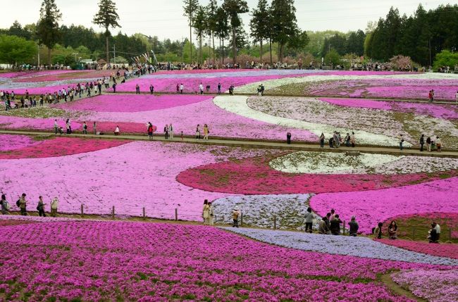 行程<br /><br />西武秩父〜羊山公園〜小松沢レジャー農園〜横瀬<br /><br />芝桜を見に秩父へ行ってきました。