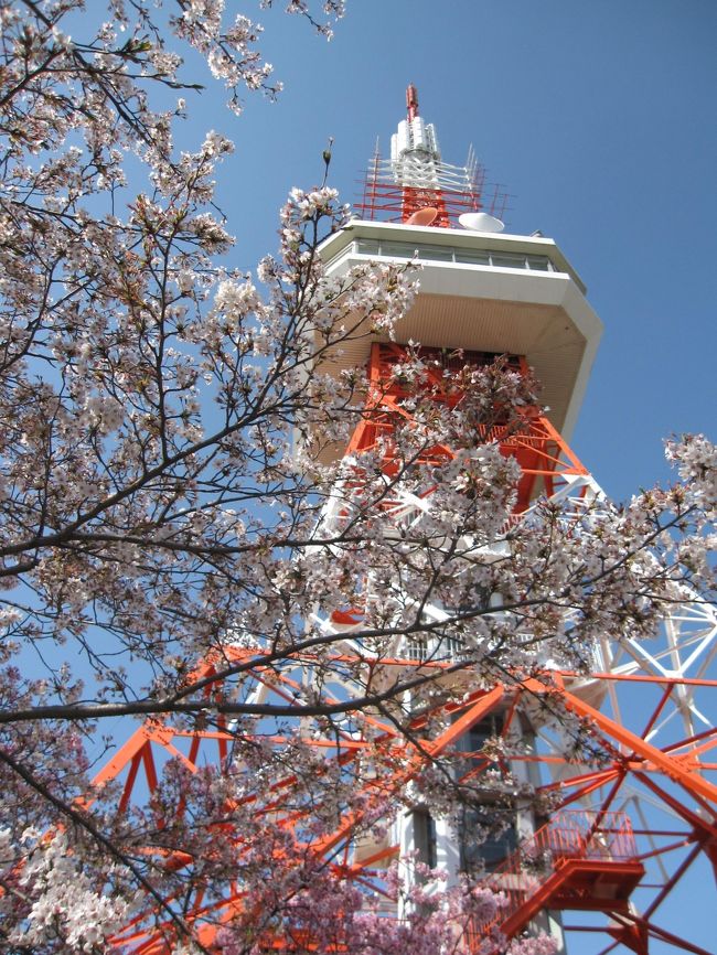<br />４月初旬、栃木県内でも桜の見頃となりました。<br /><br />お花見シーズン到来！今が満開！ということで、これは行かねばとフラ〜っとドライブ＆お散歩にレッツゴー♪<br /><br />お花見だけにはとどまらず、もちろんいろんな物も食べちゃってますけど。<br /><br />日々過ごしやすくなってきて春は心も弾みます♪<br /><br />それじゃ、ソメイヨシノと芝ざくらでも見に行ってみるべ〜。<br /><br /><br />【時期】　４月８日・４月３０日<br /><br />【場所】　宇都宮市 八幡山公園・市貝町 芝ざくら公園・益子町 森のレストラン<br /><br /><br /><br />　