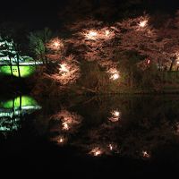 青春18切符一人旅　日本三大夜桜に酔いしれる　開府400年高田城百万人観桜会