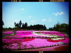 芝桜とホルモンを求めて～日帰り秩父～