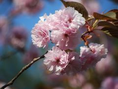 長瀞・通り抜けの桜を訪問