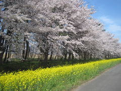 これはもう全国区の菜の花ロード！！