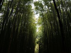 京都「緑と朱」　①嵯峨野竹林の道