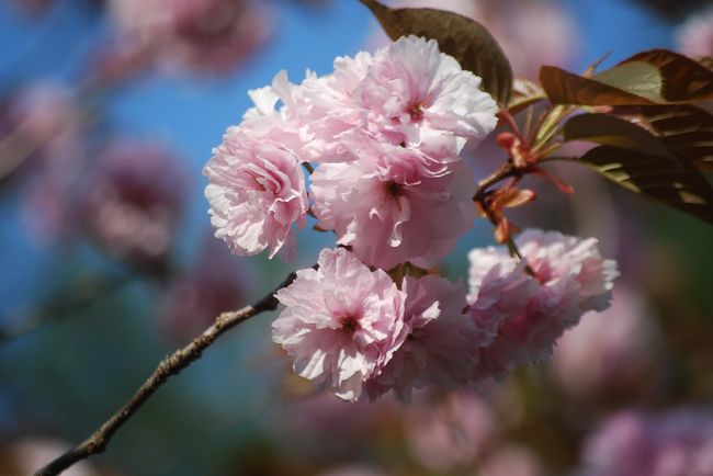 4月26日、午後3時半頃に野土山より通り抜けの桜が見られる不動寺へやってきた。　入園料200円を払ってつつずらおれの道を進んで行くと、丁度見ゴロの八重桜が周囲に咲いていた。品種とその特徴は良く分からないけれど、既に散ってしまったソメイヨシノに比べて重厚で色とりどりのものが見られる。　桜の花越しに見られる長瀞の山々の風景も美しく、約40分間の桜見物を楽しんだ。<br /><br />○長瀞通り抜けの桜・・・説明文による<br /><br />「長瀞通り抜けの桜」は、宝登山の麓にある不動寺周辺のヤエザクラ園で約800ｍの遊歩道が整備され、約15分〜20分で園内を1周できます。<br /> <br />2.2ｈａの園内に約500本、30種類以上のヤエザクラが植えられており<br /> <br />ピンク色のカンザンや黄色のウコン、緑色のギョウコウなど<br /> <br />様々な種類を楽しむことができます。<br /><br /><br />＊写真は八重桜(天の川)