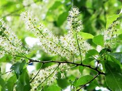 Japan　マダムＧと歩く雨の昭和記念公園　2014　ついに見られたイヌザクラの花！～ミツバチばあやの冒険～