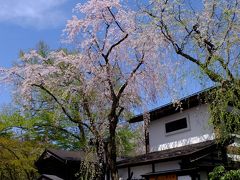 桜・サクラ・さくらぁ！角館