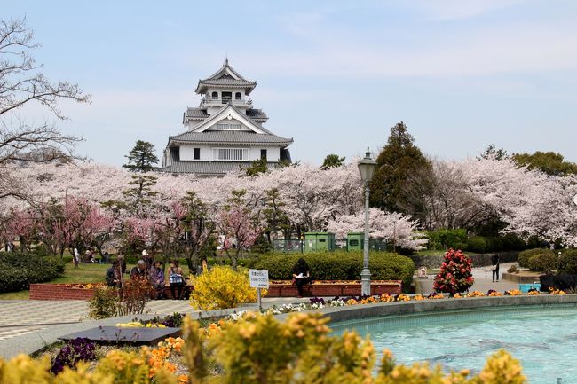 彦根城は後回しにして、今日は長浜に桜見物に出かけます。彦根から琵琶湖クルーズに乗るつもりでしたが、もう満席なので、長浜から出る船に乗ることになりました。<br /><br />どこも桜が満開で桜祭りが行われていました。長浜城や長浜の街を散策してゆったり過ごしました。