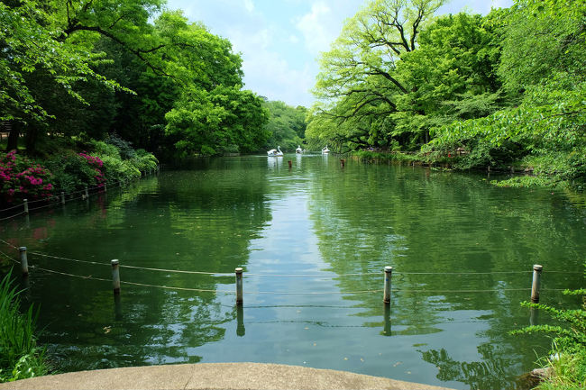 東京で生まれ育った人は誰でも知ってる<br /><br />井の頭公園　十数年ぶりの訪問<br /><br />細かい風景は覚えていません、<br /><br />　ボート池や噴水、弁天様だけの記憶です。<br /><br />幼児の頃にも来たとよく話してくれた両親は居ない<br /><br />もっと　いろいろ聞いておけばよかった。<br /><br />東京都西部公園緑地事務所<br />http://www.kensetsu.metro.tokyo.jp/seibuk/inokashira/index.html<br />井の頭恩賜公園へ行こう<br />http://www.tokyo-park.or.jp/park/format/index044.html