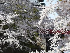 今年行かないと10年間撮れない弘前城の桜