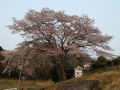 岡山市北区石妻地区の桜