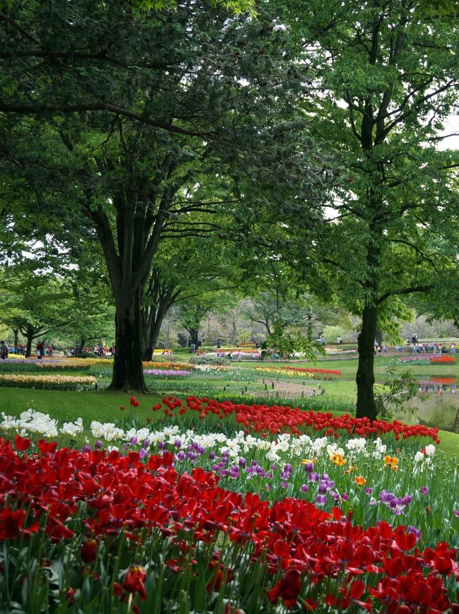 　２〜３日前のテレビで、昭和記念公園のフラワーフェスティバァルの映像を流していました。<br />４月２１日から５月２５日迄で、その間３１品種の花が開花リレーされるそうです。<br />現在見頃を迎えているのは、ポピーと菜の花、それにチューリップが一部花を摘み取られましたが、まだ充分見れるとの報道でした。<br />　早速カミサンをさそって見に行きます。