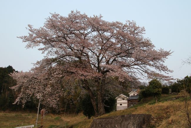 毎年恒例石妻地区の桜巡りです。