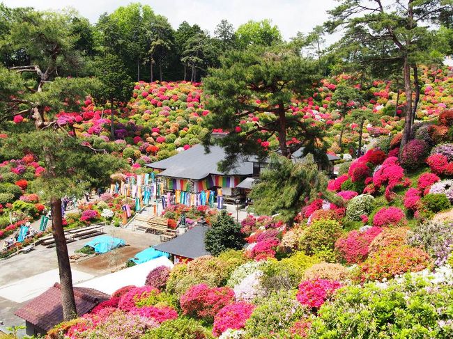 ＧＷの関東は･･･芝桜・つつじ・藤・ネモフィラと春の花々が一斉に見頃を<br />迎えます。私は毎年、そんな関東の花の名所を少しずつ訪れて楽しんでいます。<br /><br />そんな花の名所の中で、昨年訪れた東京･青梅市にある「塩船観音寺」の<br />ツツジ風景は、とっても印象に残りました。<br />駅で見かけたパンフレットの写真に一目ぼれをして訪れた塩船観音寺･･･。<br /><br />護摩堂をクルリと300度取り囲むように･･･すり鉢状の庭園に植えられたツツジは<br />なんと17,000株もあり、その風景は圧巻の一言。まるでパッチワークの世界。<br /><br />クルリと300度?!　2万株のツツジに囲まれた観音様「塩船観音寺」(2013）▼<br />http://4travel.jp/travelogue/10770879<br /><br />嬉しい事に昨年の私の旅行記を見て、行って来たよ〜とコメントを下さった<br />トラベラーさんも数人いて、その風景を共感出来たのが嬉しかった････<br /><br />是非友人にも見て欲しいな〜と思って、今年は早々と声を掛けていました。<br />その事を覚えていた友人から、仕事の休みが取れたのでツツジを見に行こうとお誘いが。<br /><br />そして、いつも旅行記を拝見しているトラベラーの「momotaさん」からも<br />去年勧めていた「塩船観音寺」に行って来るよ〜とメッセージが･･･。しかも同じ日?!<br /><br />5/2･･･見頃を迎えたと言う、塩船観音寺のつつじ。お天気も良く暑い１日になりそう〜。<br />ひょっとしてmomotaさんとも偶然に会ってしまうの？？<br />色々と期待に胸を膨らませ･･･行って来ました、東京の青梅市!!<br /><br />見頃を迎えた塩船観音寺の美しい風景＆帰りについでに立ち寄った（わざわざ出掛けた）<br />日本滝百選でもある、東京都・本州唯一の村・檜原村にある新緑の「払沢の滝」の<br />爽やかな景色をお届けします〜。楽しい春の1日になりました♪