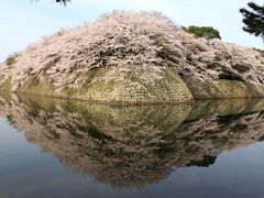 2014年京都から彦根に桜見物（彦根城）