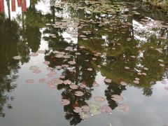 花のじゅうたん（シバザクラ）と永沢寺（ぼたん）→手打ち蕎麦・峠の一軒茶屋でわらびもち?