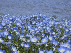 青い宝石の海へ～ひたち海浜公園のネモフィラ