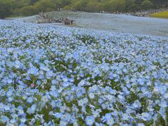 青いフラワーカーペット～ひたち海浜公園　みはらしの丘を覆うネモフィラ♪