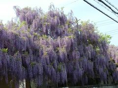 信達宿の野田藤（梶本邸のふじまつり）◆大阪府泉南市で藤の花見 with ガブちゃん≪本編≫