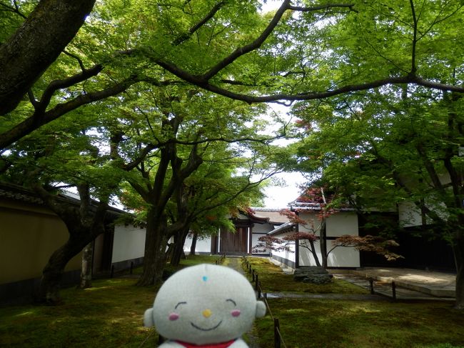 「利休にたずねよ」という本を読んでいたら大徳寺の塔頭がいろいろ出てきました。今、大徳寺は春の非公開寺院特別公開で3件、 京都春季非公開文化財特別公開で2件の特別公開が行われています。前者は黄梅院、光臨院、総見院の3カ所で後者は瑞峯院と大徳寺本坊の2カ所です。この際訪ねてみようと思うと,前日居酒屋で話をしたら建仁寺の特別拝観も良かったという話を聞いたと教えられ、ここもたずねてみることにしました。<br />