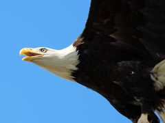 野生動物保護センター（OWL） 2回目： ハクトウワシ放鳥＆治療リハビリ施設見学