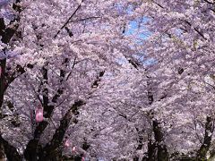 いわて花めぐり(9)  北上展勝地その２