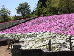 白石　スパッシュランドパーク　芝桜　と　大吊り橋。。。