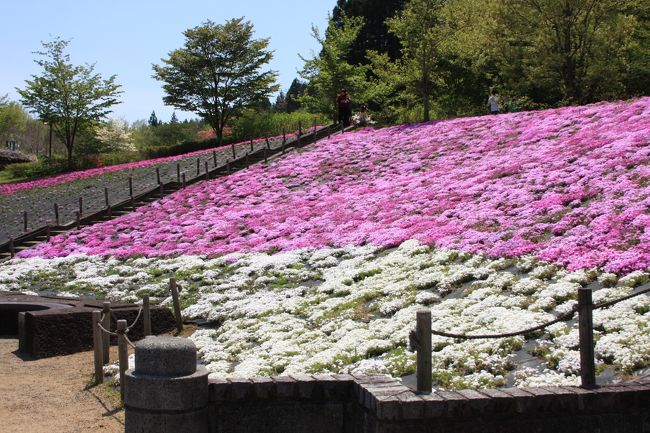 スパッシュランド白石へ初めて行って来ました。<br /><br />電話で芝桜の状況を聞いたところ、昨年から植え替えなどのため<br />一面。。。にはなっておりませんが、花は見頃です。<br /><br />駐車場がいっぱいなら、スパッシュランド側にお止め頂いて橋を渡るといいですよ。<br /><br />と、聴きましたのでスパッシュランド側に止めました。<br /><br />橋。。と聞いたので行ってみたら。。(><;