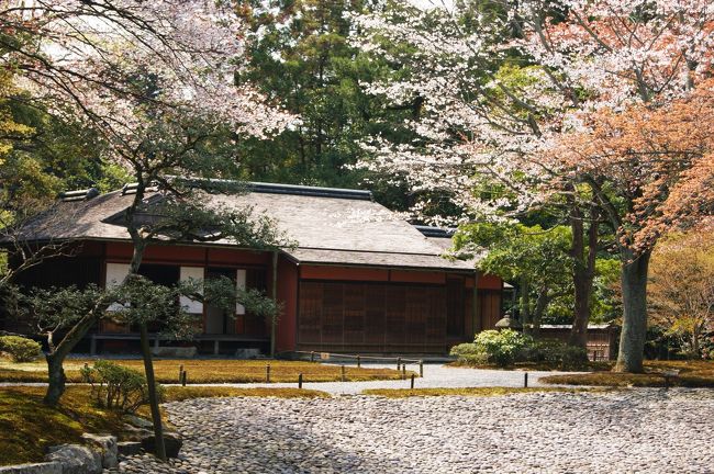 今回の京都旅行では「仙洞御所（せんとうごしょ）」と「桂離宮」の見学申し込みを宮内庁京都事務所にしていたので、この２箇所を中心に動き回わりやすいように計画を立ててみました。その上偶然にも、９日から13日まで京都御所の一般開放ともぶつかり、うまい具合に見学も可能となり、大いに京都の春を楽しむことが出来ました。<br /><br />先ずは「仙洞御所」の見学です。地元の人に仙洞御所と言ってもあまり知らないようですね。仙洞御所は、皇位を退かれた天皇（上皇または院などと言われる）のお住まいで、後水尾上皇の御所として江戸時代初期の寛永７年（1630年）に完成しました。<br /><br />それと同時にその北に隣接して東福門院（御水尾上皇の皇后、将軍徳川秀忠の娘和子）の女院御所も建てられました。古くは内裏のように一定の場所にあったわけでもなく、また必ず置かれていたわけでもありませんが、御水尾上皇以来現在の地すなわち京都御所の東南に定まりました。<br /><br />御水尾上皇が御存命中の間に三度焼失し、その度に再建されて、それ以後霊元、中御門、桜町、後桜町、光格の五代の上皇の仙洞御所として使用されてきました。<br /><br />嘉永７年（1854年）の大火で京都御所とともに焼失したのを最後に、ちょうどその時は上皇がおられなかったこともあり造営されないままとなりました。そのため、現在の仙洞御所には、２つの茶室以外に御殿等の建物は全くなく、敷地いっぱいに広がる庭園が往時の面影を残しているだけです。<br />　　　　　　（見学者用のパンフレットから参考にさせていただきました）