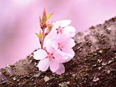 2014.4.18～19　高遠　天下第一の桜と、立山　雪の大谷ウォーク　１