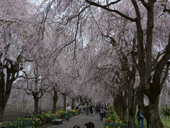 京都府緑化センターのしだれ桜＆雲岩公園のミツバツツジ