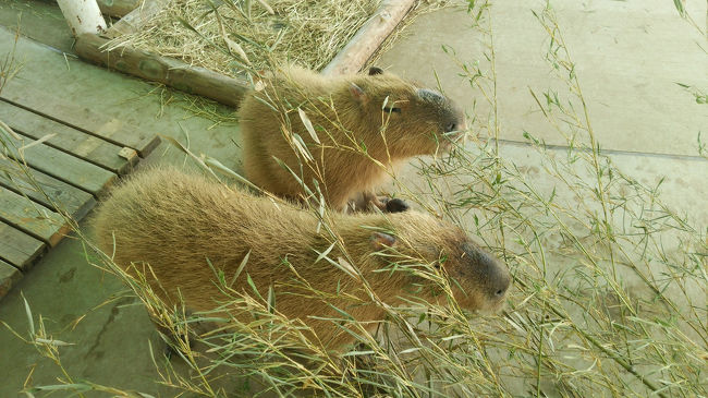 ＧＷ後半初日の朝、5時に家を出発!!<br /><br />11歳の娘を連れ、家族で海ほたる、マザー牧場、木更津アウトレットパークに日帰り旅行してきました。<br /><br />マザー牧場は緑が美しく、羊の放牧や毛がりショーはとても見ごたえがあり、ちょっとしたニュージーランド気分を味わえました。<br />動物園には興味のない娘も動物に触れたりして楽しんでいました。<br /><br />帰ったのは23時過ぎ。<br />自然、動物、ショッピングと一日満喫しました♪