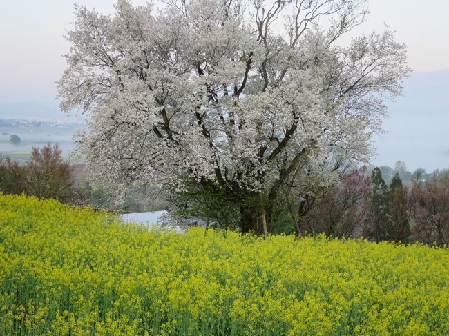 2014年ＧＷは例年通り長野の北信濃エリア＆新潟十日町エリアに行ってきました。出発の渋滞を避けるために夜中12時に出発。初日は野沢温泉と上越でお寿司を楽しんできました。