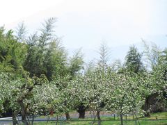 長野新幹線に乗って茶臼山動物園へ2014年のGW後半のレッサーパンダ詣（１）プロローグ＆エピローグ編：りんごの花咲く信州から動物園いろいろ