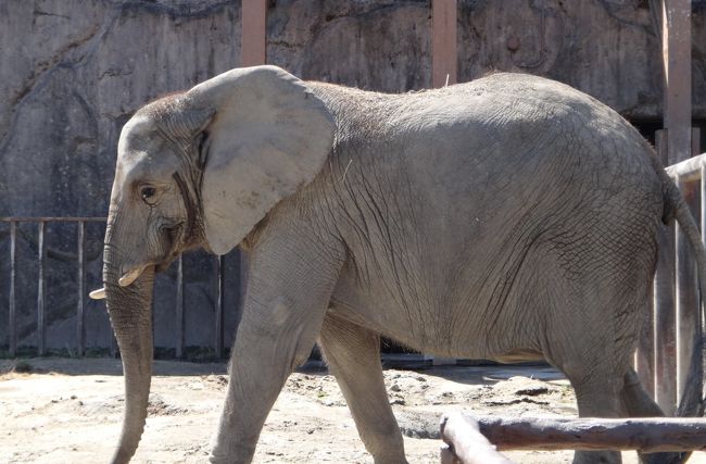 東武動物公園へ行ってきました。イベントショーで仮面ライダー鎧武が来ると聞いて<br />長男がどうしても行きたい！と言う事で急遽決定。<br />何度か東武動物公園のイベントショーを見に行ったことあります。<br />事前にチケットを用意し早めに入場口へ並んでオープンと同時にハッピーオンステージ<br />に走って行き良い席をキープ！<br />初めて行った時にこんなに混んでるとは知らずゆっくり行き、失敗した〜と思いました。<br />席をキープしたら、ショーが始まるまで動物にエサをやりに行きます。<br />エサも早い時間でないとなくなってしまうため、早めにエサやりに行くことがオススメです。<br />ホワイトタイガーを見たりペンギンを見たりと動物園を楽しみイベントを見てお昼のお弁当を<br />食べて早めに帰宅しました。<br />