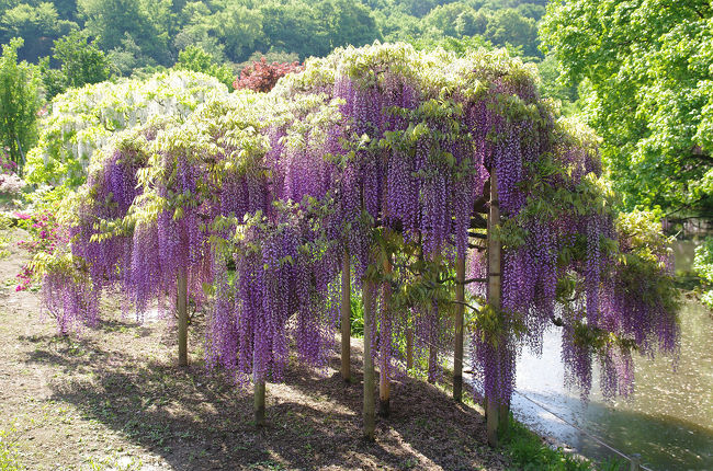 前の旅行記はこちら：<br />http://4travel.jp/travelogue/10883726<br /><br />館林のつつじが岡公園からあしかがフラワーパークまでは車で約20分。<br />駐車場はかなり広く、午前8時の時点ではほとんど待たされずに駐車。<br />1時間ぐらいで見終わるつもりが、たっぷり2時間ぐらい楽しんでしまった。<br /><br />次の旅行記はこちら。<br />http://4travel.jp/travelogue/10883774<br /><br />で、ここは、夜来なきゃいけない所だな〜と思い、20時頃に再訪した。