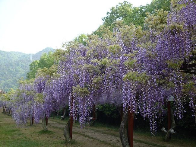 ＧＷに日帰りドライブしてきました。<br /><br />岡山県の和気藤公園<br />広い園内に日本全国から集められた100種類・150本の藤が咲いていて、それは見事でした。<br /><br />駐車場は無料・入園料も大人３００円というやさしさ！<br /><br />今年初めて行きましたが、来年はお弁当持参でピクニック気分も良いかなと思いました。<br /><br />開園時間は８時となっていますが、藤まつりの期間中は大型観光バスも来るので渋滞必至。<br /><br />写真を撮ることも考えると、人出の少ない朝早めの時間に到着するのがオススメです。<br /><br />