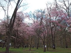 桜前線北上中！～上川地方にも～