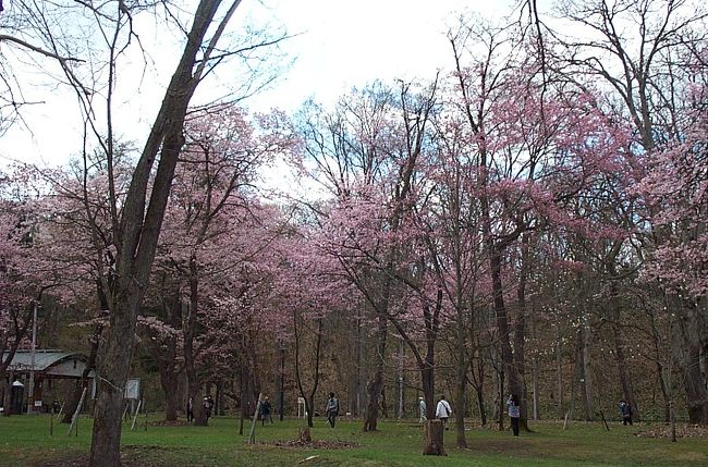 　ここ最近の陽気で桜前線が北海道に渡り、上川地方にも上陸しました。今の季節感を楽しもうと連休最終日に出かけました。